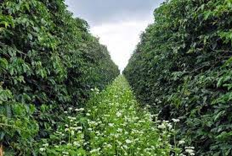 Agricultura Tropical Regenerativa