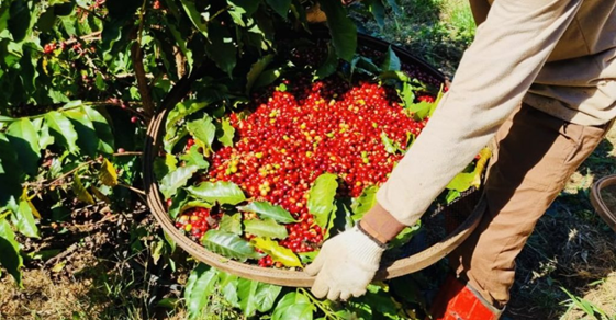 Boas Práticas Trabalhistas na Cafeicultura