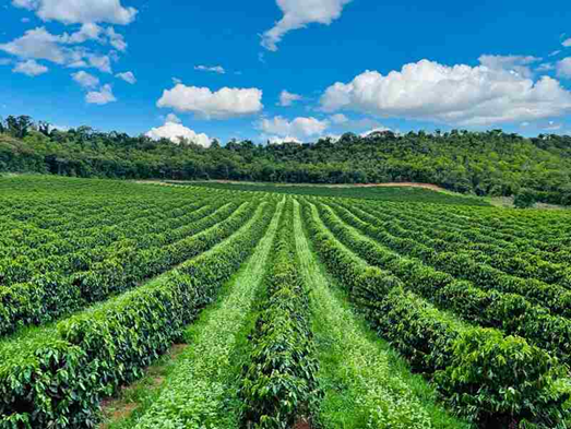 Plantação de Café Sustentável