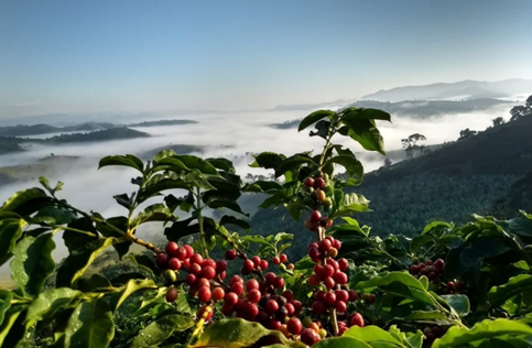 Certificação 4C - Café Sustentável